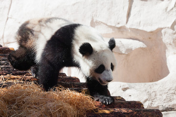Obraz premium big panda purposefully walks along the log flooring under the green foliage. Chinese panda in the Russian Moscow zoo.