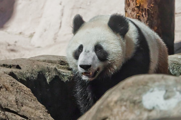 Obraz premium big panda climbs on the stones at the stream, wet hair and spray Chinese panda in the Russian Moscow zoo.