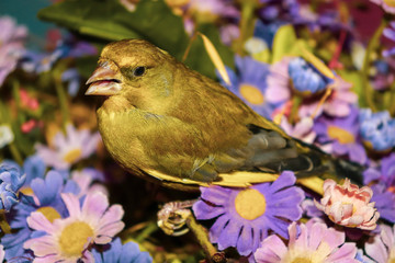 Verderón Chloris chloris 