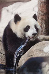 panda playing with water.  big panda climbs on the stones at the stream, wet hair and spray Chinese panda in the Russian Moscow zoo.