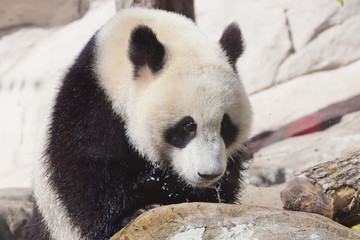 Obraz premium big panda climbs on the stones at the stream, wet hair and spray Chinese panda in the Russian Moscow zoo.