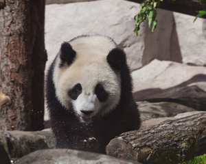  big panda is walking over stones and logs. A cute fat bamboo bear.