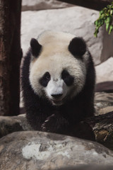  big panda is walking over stones and logs. A cute fat bamboo bear.