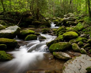 Naklejka na ściany i meble Pristine Mountain Stream full of moss covered rocks