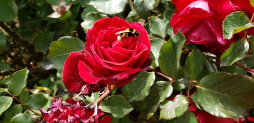 red rose in the garden
