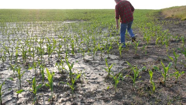 Farmer  inspect young green corn plants in mud, damaged  field after flood, agriculture in spring 4K footage