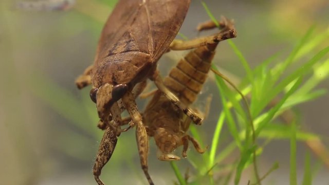 belostomatid water bug eating a dragonfly larva