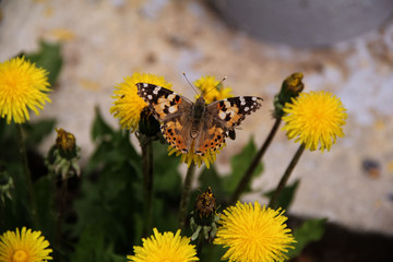 butterfly