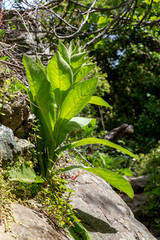 Plant with large leaves (Verbascum) grows  on stones (Cyclades, Andros island, Greece)