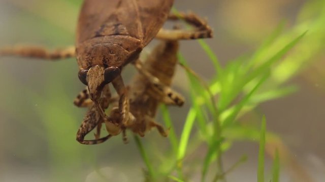 belostomatid water bug eating a dragonfly larva