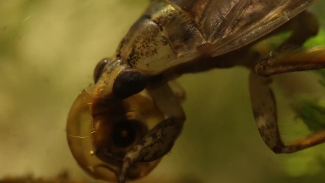belostomatid water bug eating a planorbe snail