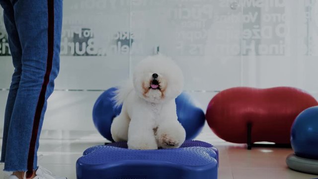 Bichon Fries playing with his owner