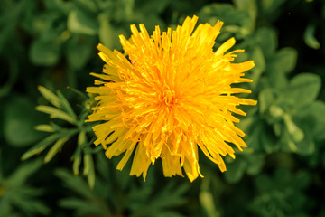 Gelbe Löwenzahn-Blüte