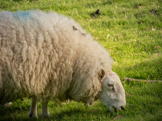 Fototapeta premium Sheeps grassing in the green grass of Ireland - travel photography