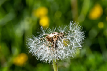 Halbe Pusteblume