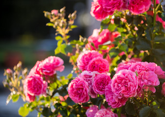 Close up of beautiful pink roses in the garden