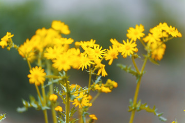 Photo of yellow wild flowers wallpaper, background