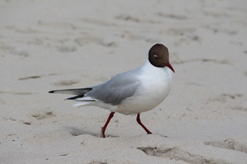 Möwe