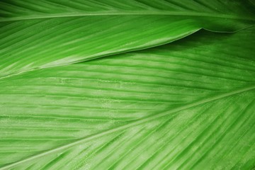 Texture of green leaves background. 