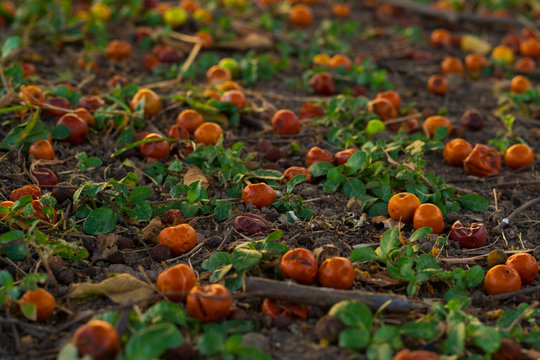 Jujube falls on the ground under the jujube.