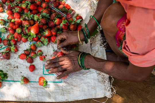 Netravali,Goa/India- March 21 2019: Strawberries being sorted and packaged for sale at a farm in Goa, India