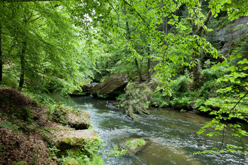 wild Edmunds canyon with Kamnitz river in Czech republic