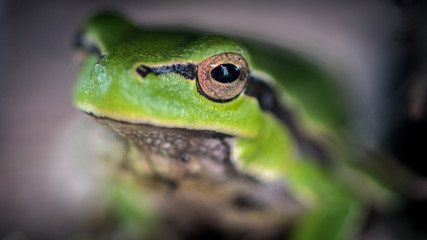 Isolated close up macro of a small green forest frog- Danube Delta Romania