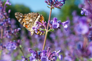 butterfly on a flower drinking nectar on a Sunny day