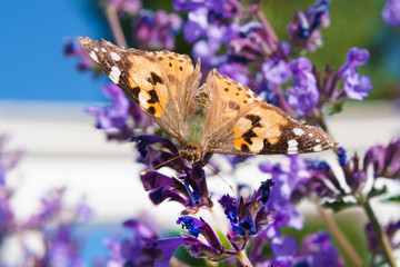 butterfly on a flower drinking nectar on a Sunny day