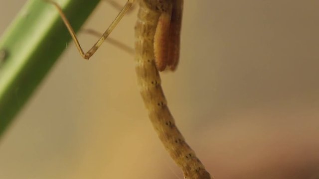 Panning shot of a damselfly larvae living in a pond
