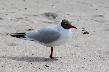 Möwe