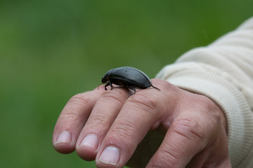 Isolated close up of a black beetle on a mans hand