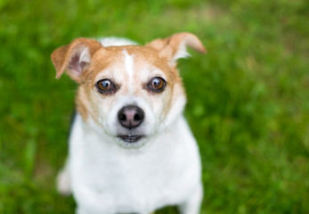 A cute Jack Russell Terrier mixed breed dog looking up at the camera