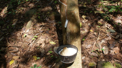 koh chang thailand rubber tree