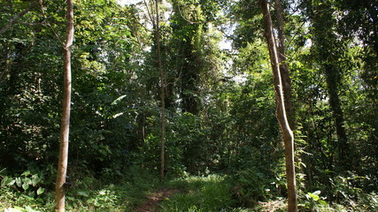 Fototapeta premium koh chang thailand rubber tree