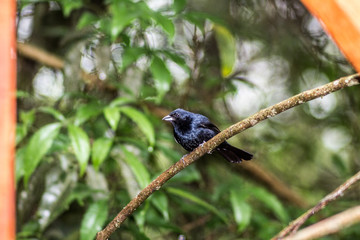 Pássaro em seu habitat