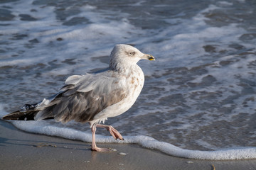 Silbermöwe (Larus argentatus) an Wasserlinie