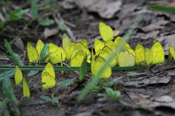 Group of yellow butterflies are staying on the ground
