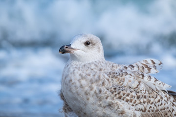 Silbermöwe vor Brandung an Meer