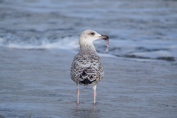 Junge Silbermöwe (Larus argentatus)