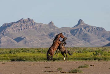 Pair of Wild Horse Stallions Fighting in the Utah Desert