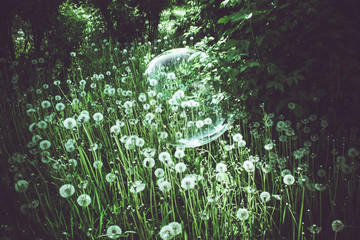 Lots of old dandelions and big soap bubble