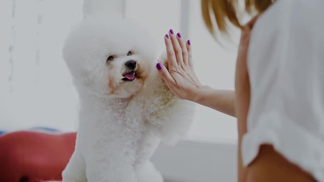 Bichon Fries playing with his owner