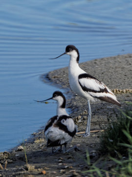 Avocettes El&eacute;gantes