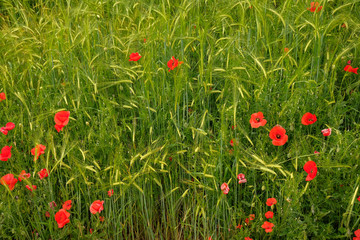 Green natural wheat field with red poppies composition on spring season 