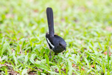 Bird (Oriental magpie-robin or Copsychus saularis) black and white color in the garden,Birds of Thailand - image