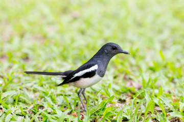 Bird (Oriental magpie-robin or Copsychus saularis) black and white color in the garden,Birds of Thailand - image