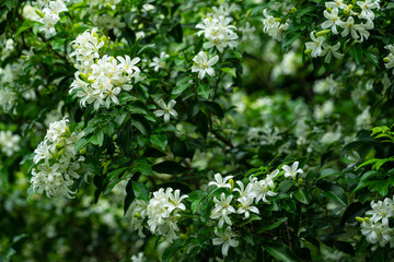 China Box Tree bloom a lot