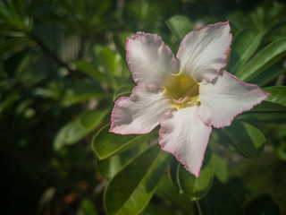 Obraz premium yhe light pink flower named Desert rose