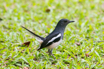 Bird (Oriental magpie-robin or Copsychus saularis) black and white color in the garden,Birds of Thailand - image